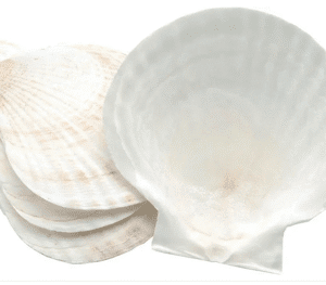 Natural Scallop Clam Shell Serving Dish 6" - 6oz