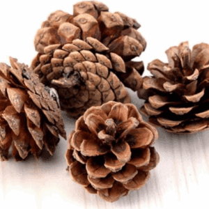 Decorative Pinecone Figurine, Golden 4" to 6"